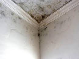 Mold Remediation for Rental Properties in Athens, TX