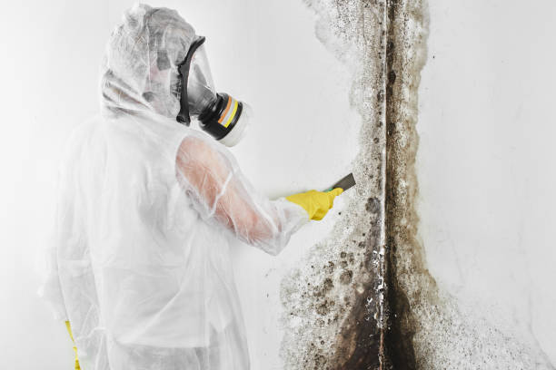 Best Mold Remediation for Rental Properties  in Athens, TX